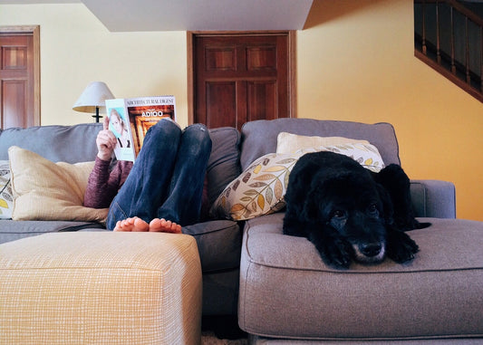 Harmony at Home: Infusing Your Personal Style with Pet-Friendly Decor