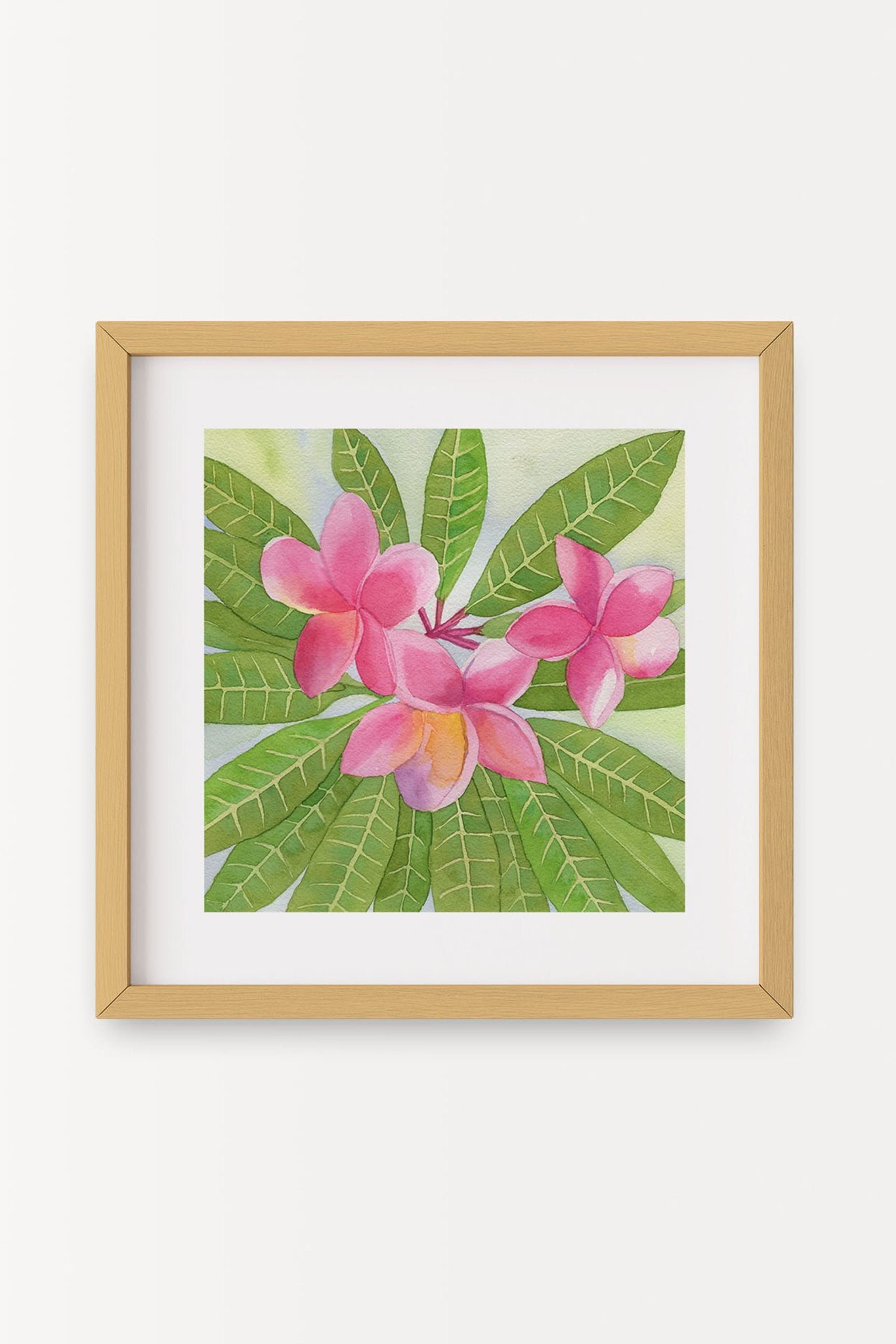 69f2ad89a10cdd42a53ee007_deep-pink-plumeria-b_1779401144177.jpg
