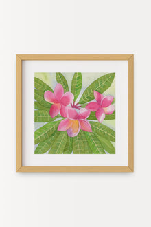 69f2ad89a10cdd42a53ee007_deep-pink-plumeria-b_1779401144177.jpg