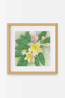 69f2ad89a10cdd42a53ee007_white-plumeria-square-natural-a_1779478083108.jpg