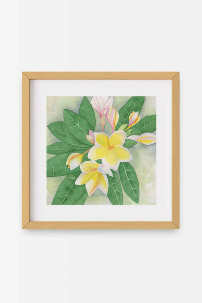 69f2ad89a10cdd42a53ee007_white-plumeria-square-natural-a_1779478083108.jpg