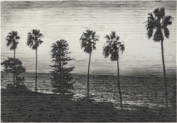 A large horizontal original striated ink drawing titled Car Radio Landscape by Charles Buckley featuring silhouetted palm trees overlooking the ocean on Mitsooz.