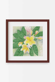 A square 16x16 original botanical watercolor titled The White Plumeria by Ruth Wall, featuring white tropical flowers with yellow centers and elegant twisted buds in a mahogany frame on Mitsooz.